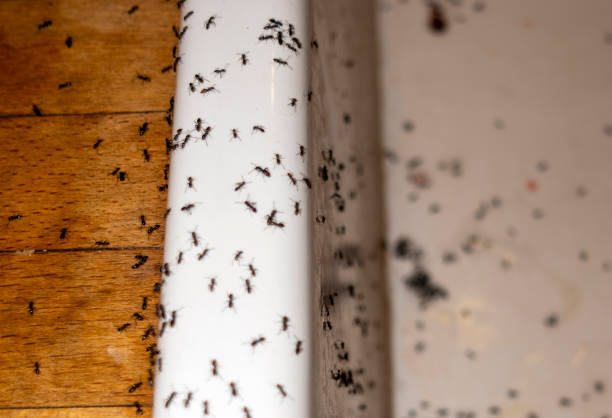 Best Mosquito Control Services  in Moulton, AL